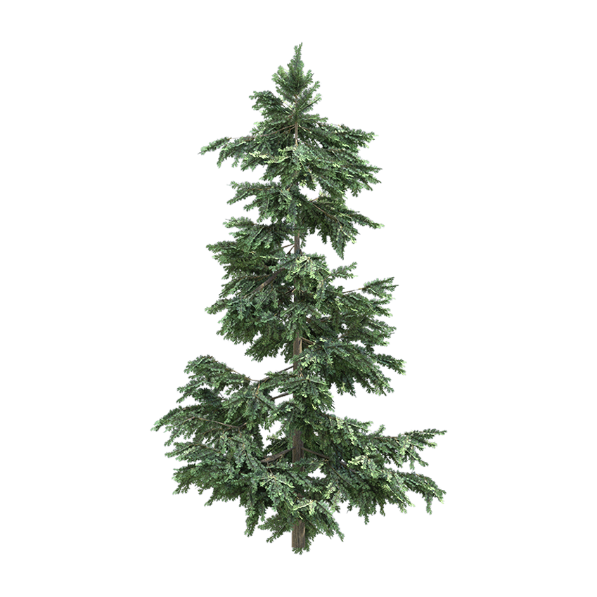 Cedrus - Cedar